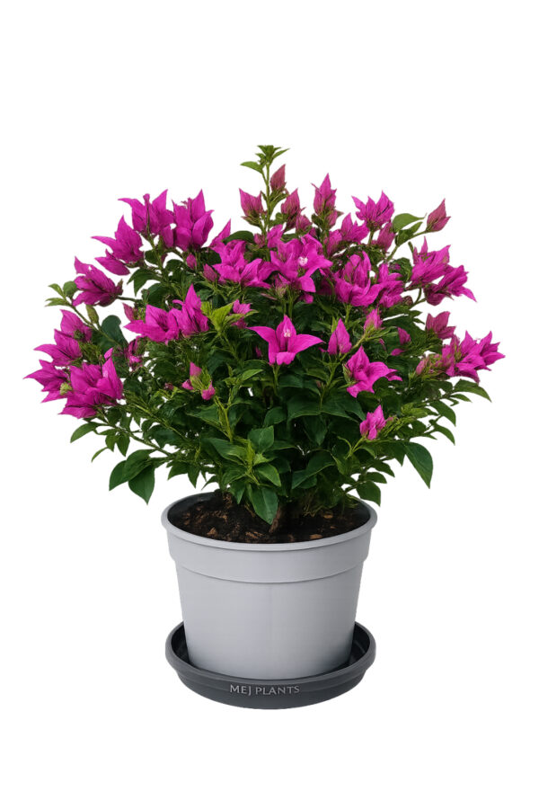 Bougainvillea Alexandra Cespuglio - vaso 17