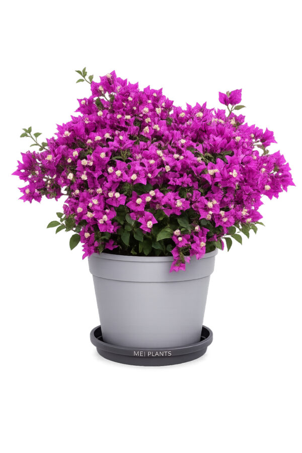 Bougainvillea Alexandra Cespuglio - vaso 25