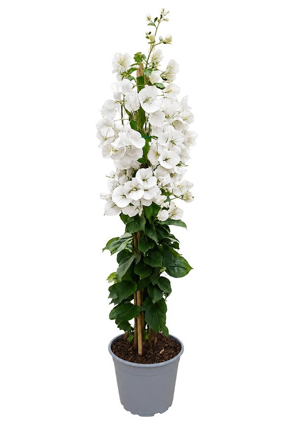 Bougainvillea Californiana Piramide 3 canne - vaso 17