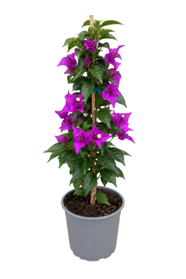 Bougainvillea Alexandra Piramide 3 canne - vaso 17