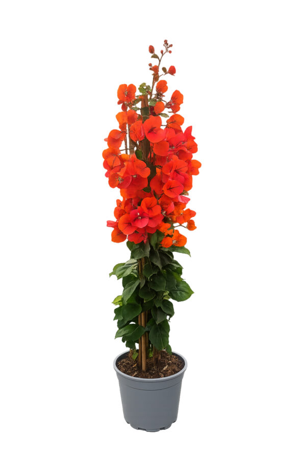 Bougainvillea Californiana Piramide 3 canne - vaso 21