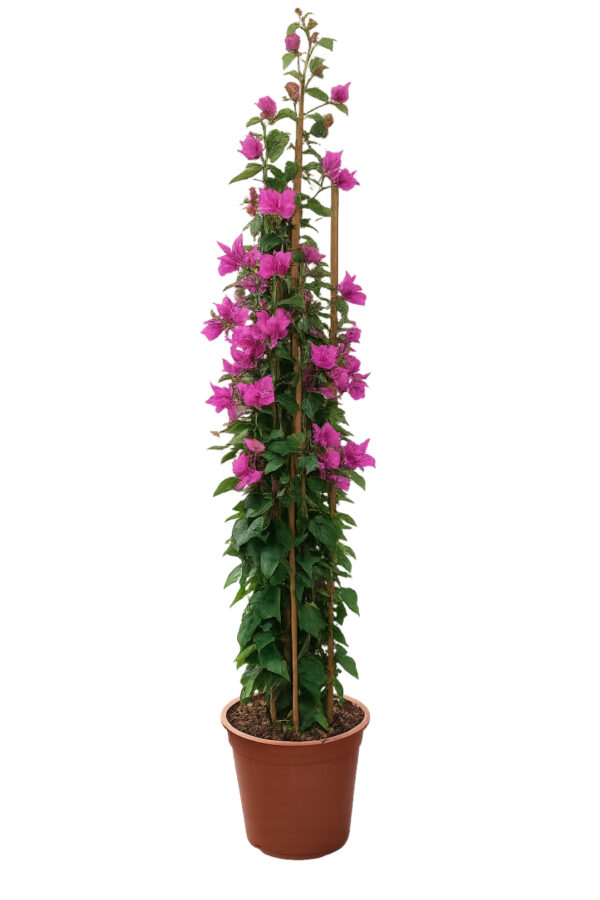 Bougainvillea Alexandra Piramide 3 canne - vaso 21