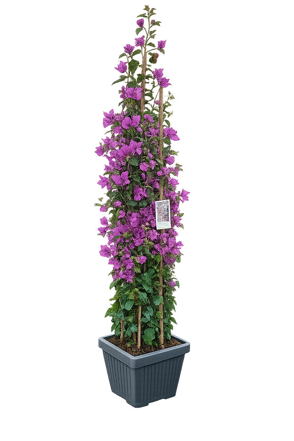 Bougainvillea Californiana Piramide 4 canne - vaso 30x30