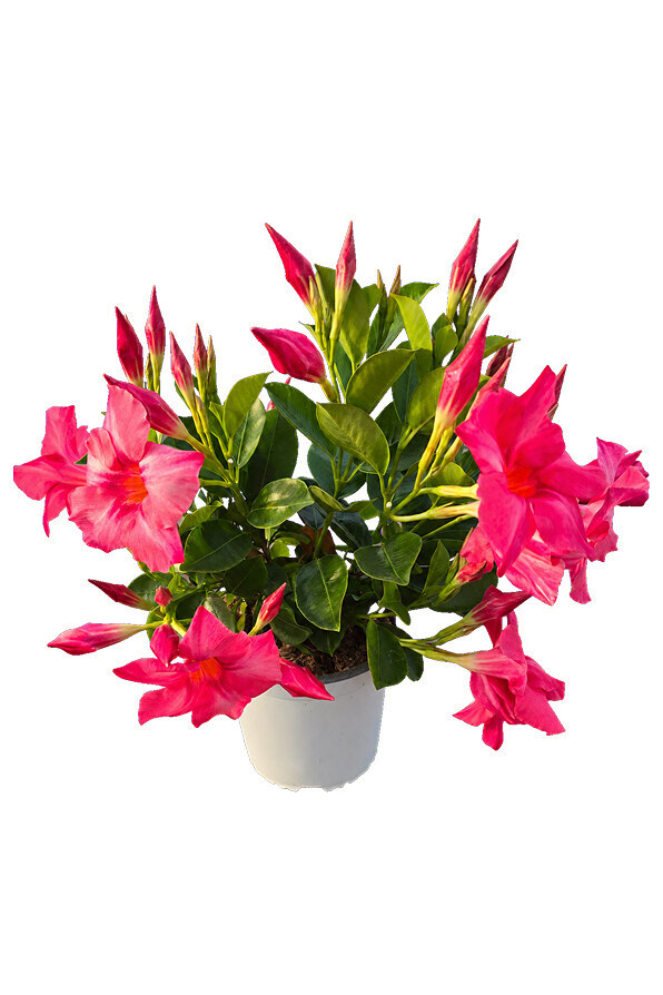 Dipladenia Piramide 3 canne - vaso 15
