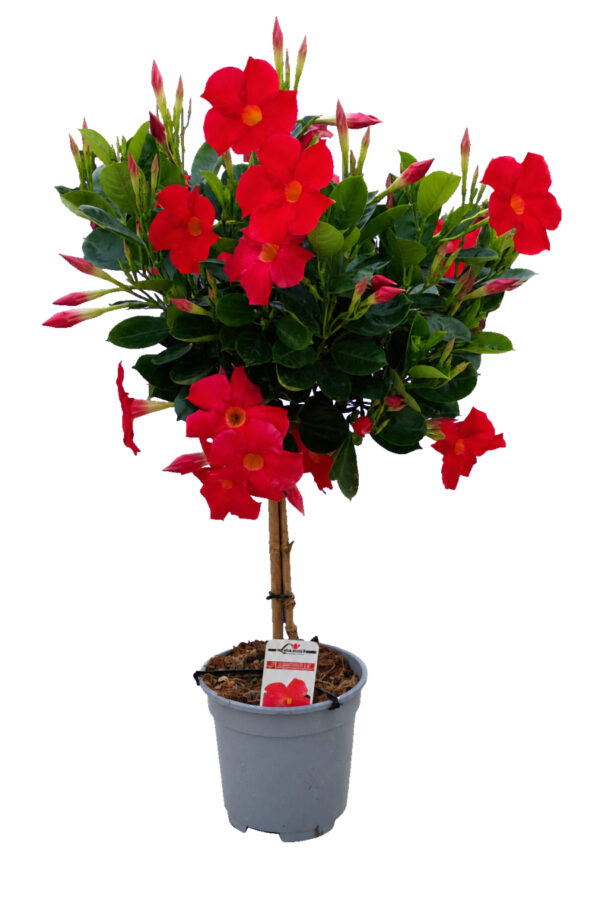 Dipladenia Alberello - vaso 17