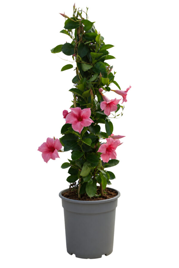 Dipladenia Piramide 3 canne - vaso 17