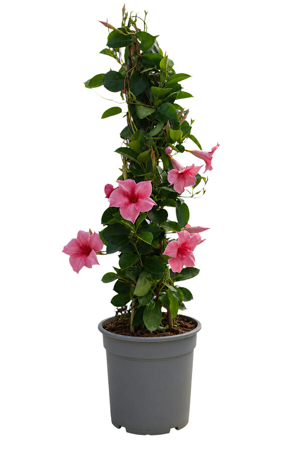 Dipladenia Piramide 3 canne - vaso 22