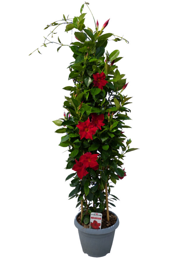 Dipladenia Piramide 3 canne - vaso 25