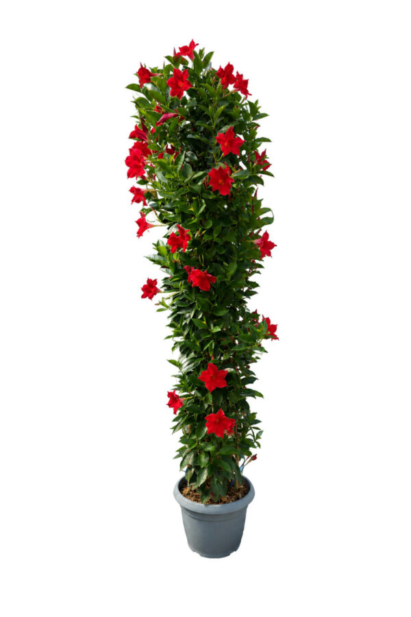 Dipladenia Piramide 3 canne - vaso 30