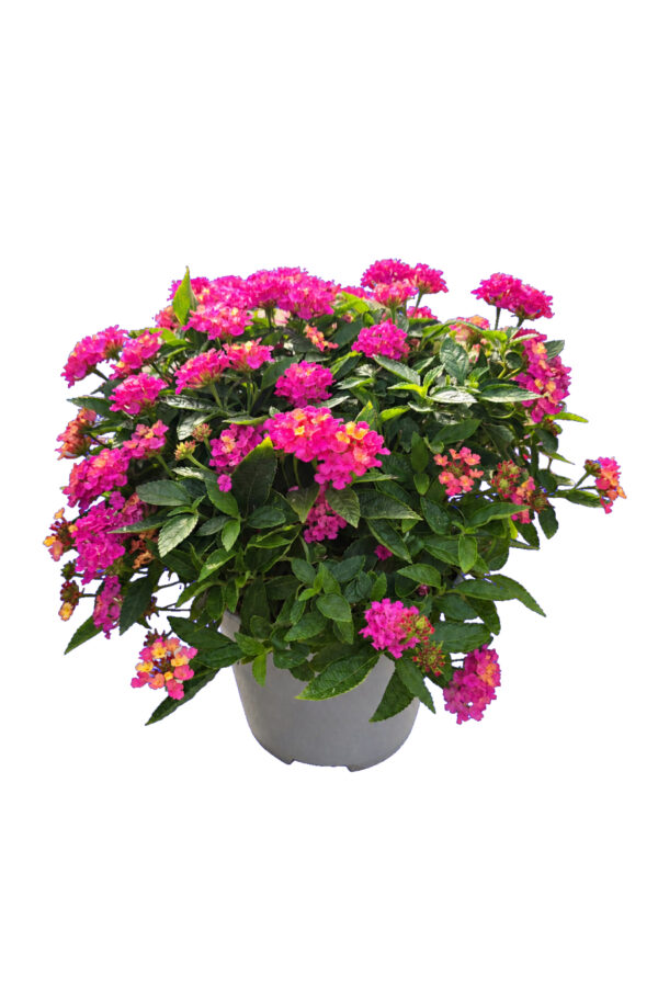 Lantana Lantastic Cespuglio - vaso 14