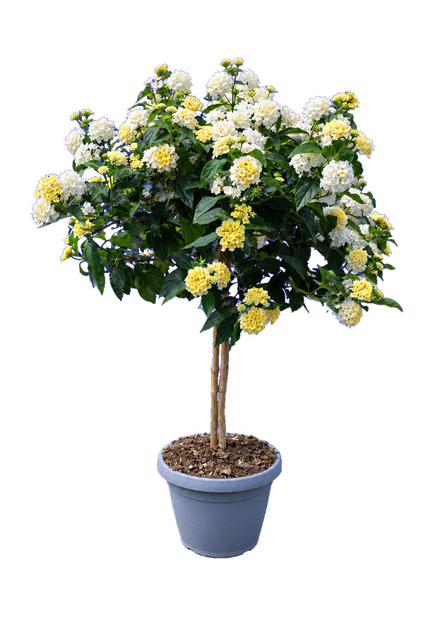 Lantana Camara Alberello - vaso 17