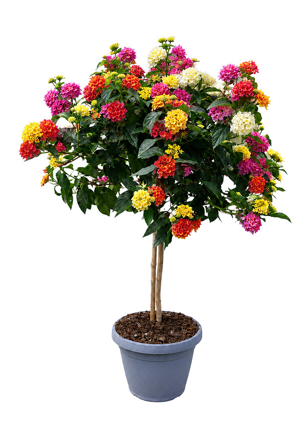 Lantana Camara Alberello - vaso 22