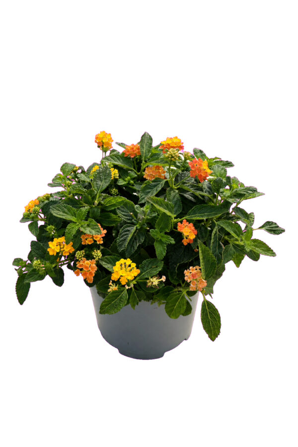 Lantana Camara Cespuglio - vaso 17