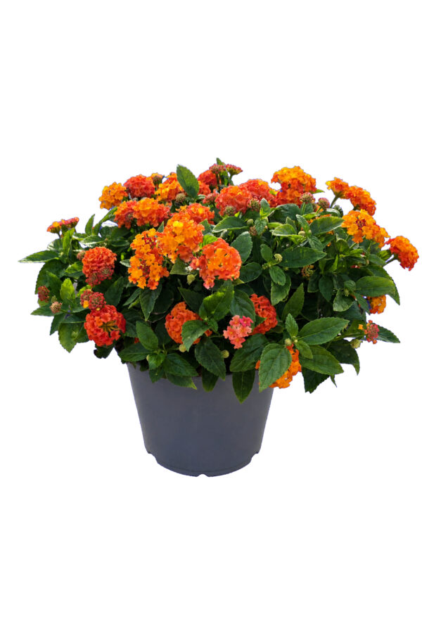 Lantana Lantastic Cespuglio - vaso 17