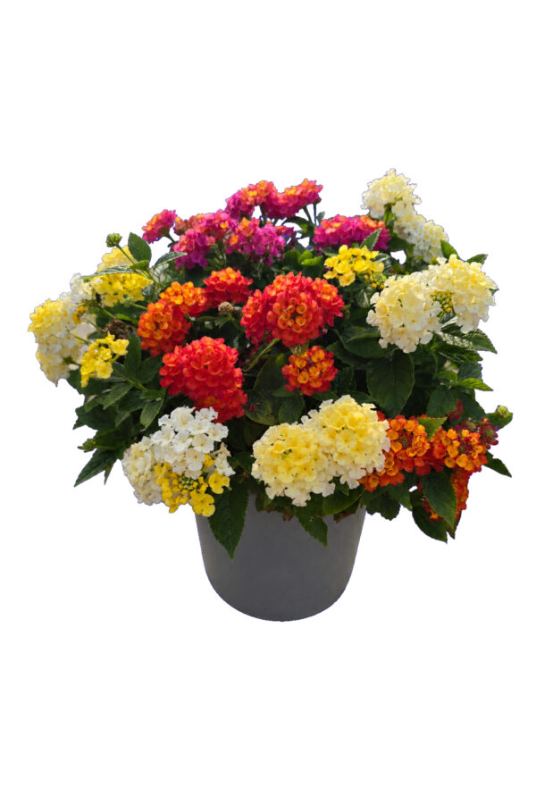 Lantana Lantastic Tricolor Cespuglio - vaso 17