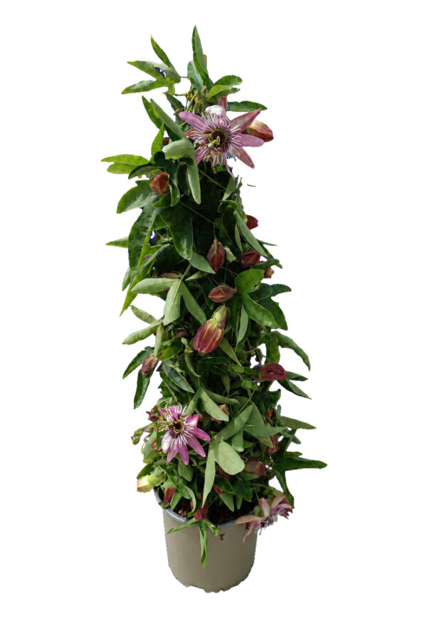 Passiflora Piramide 3 canne - vaso 17