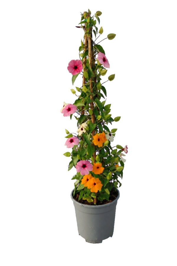 Thunbergia Piramide 3 canne - vaso 17