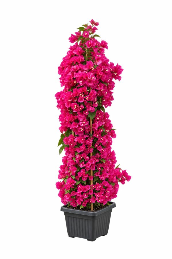 Bougainvillea Californiana 4-Cane Pyramid - 30x30 cm pot