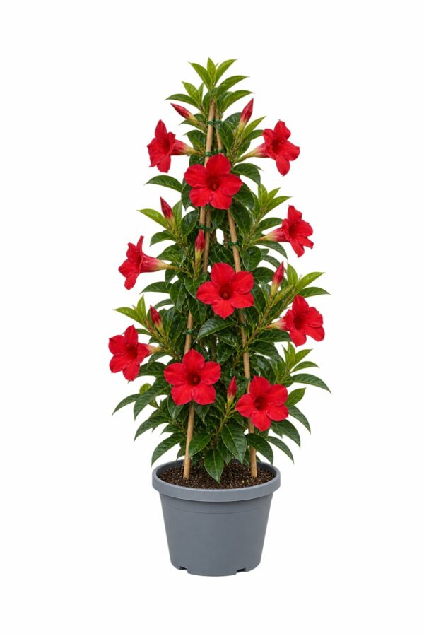 Dipladenia 3-Cane Pyramid - 17 cm pot