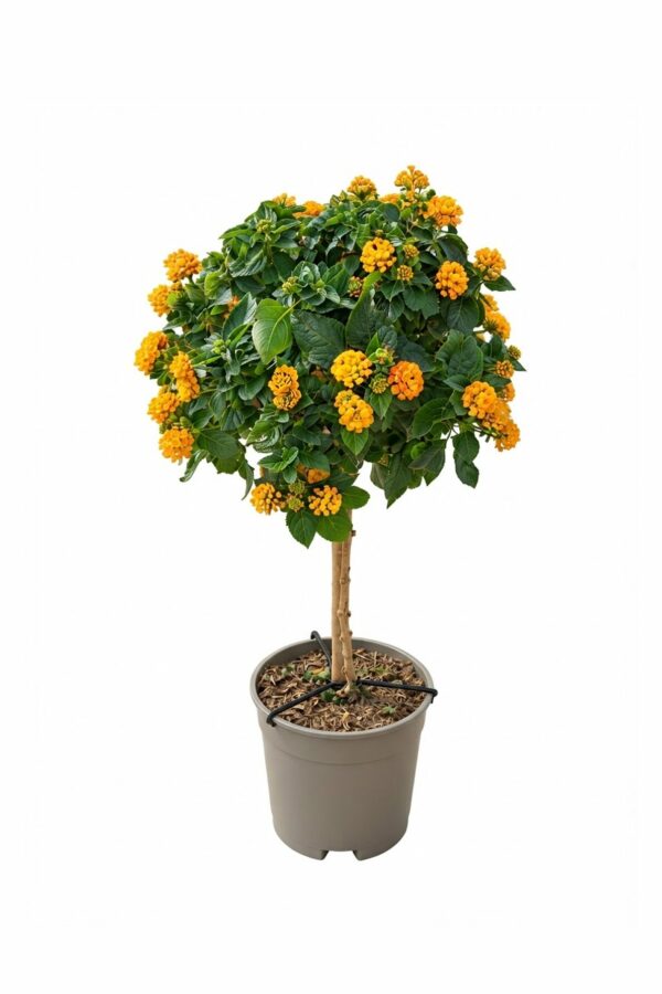 Lantana Camara Standard - 17 cm pot