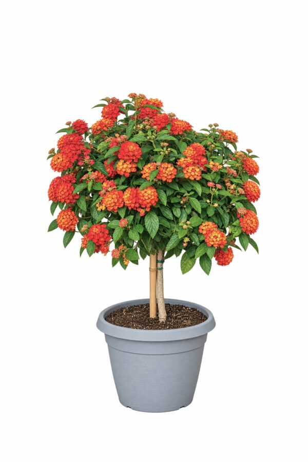 Lantana Lantastic Standard - 22 cm pot