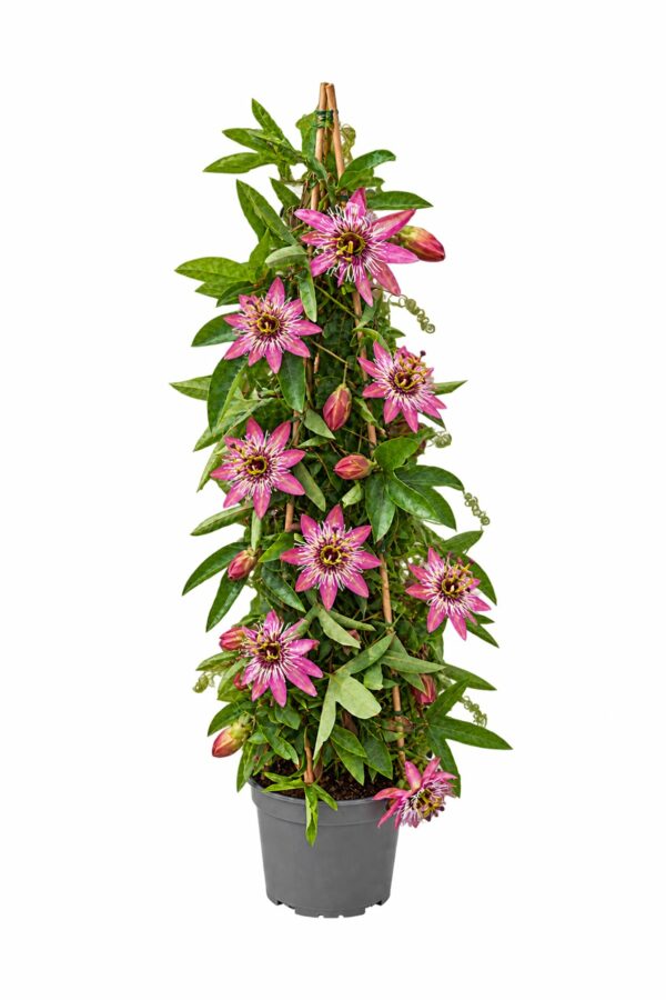 Passiflora 3-Cane Pyramid - 17 cm pot